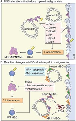 Mesenchymal Stromal Cells as a Cellular Target in Myeloid Malignancy: Chances and Challenges in the Genome Editing of Stromal Alterations